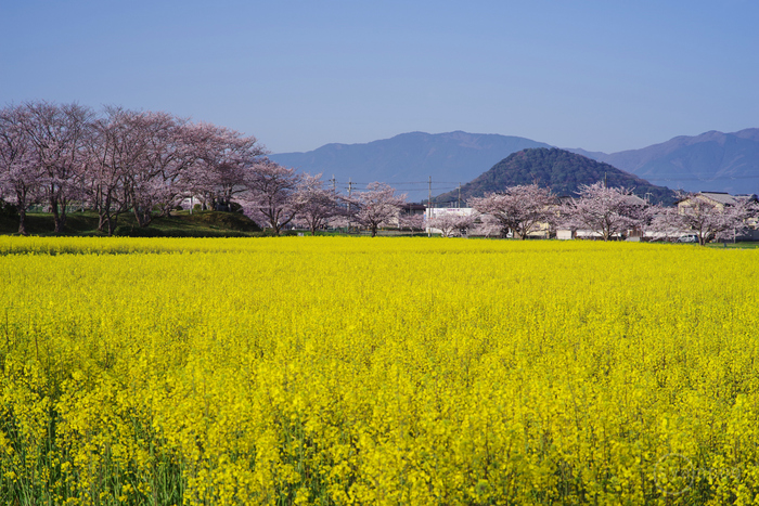 お写ん歩: 花（桜）アーカイブ